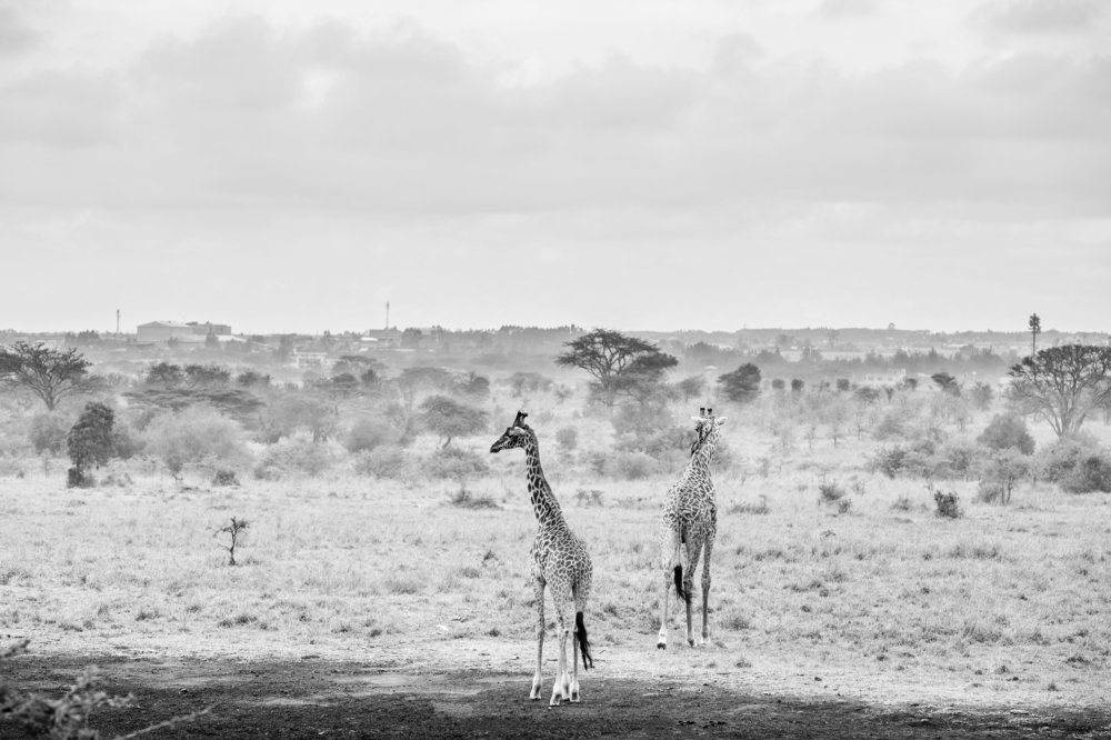 Giraffes