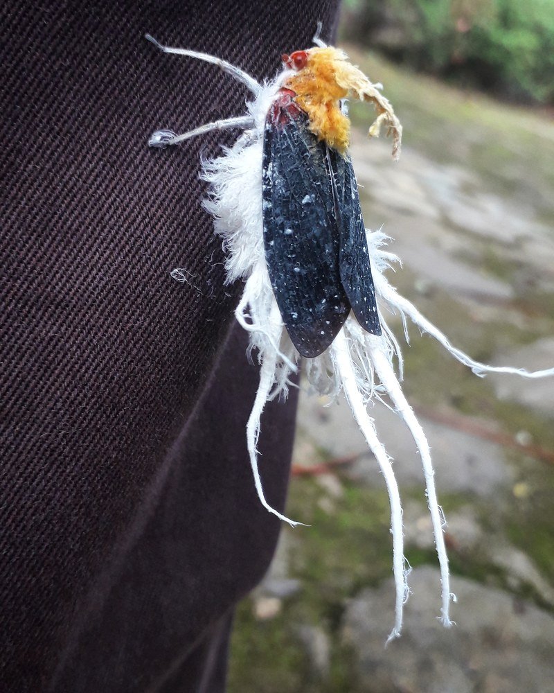 Gallinita de montaña