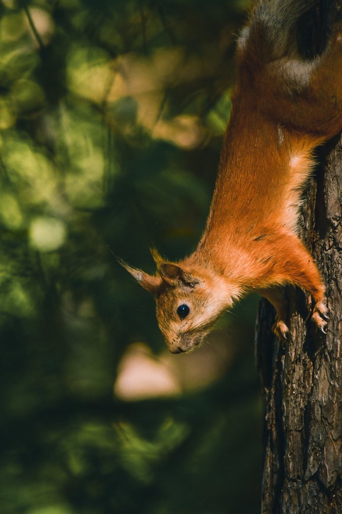 Photograph by Анна Белка