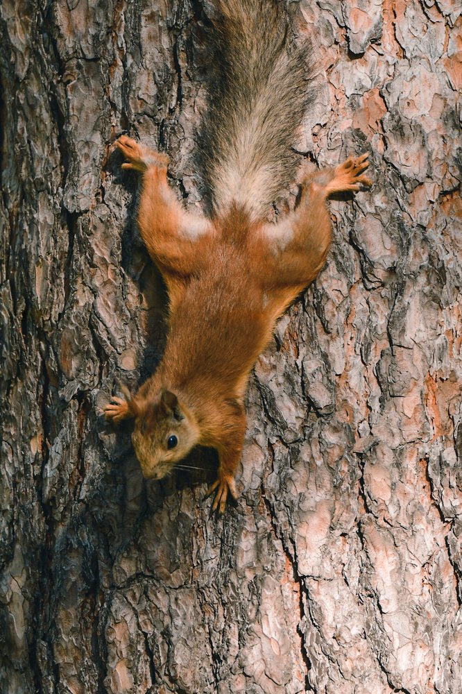 Photograph by Анна Белка