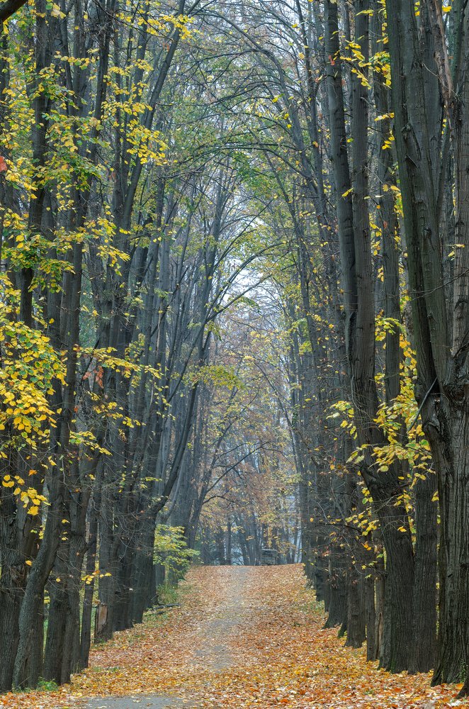 Осенняя аллея.