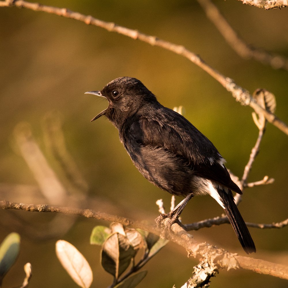 Photograph by Nutan Khedekar