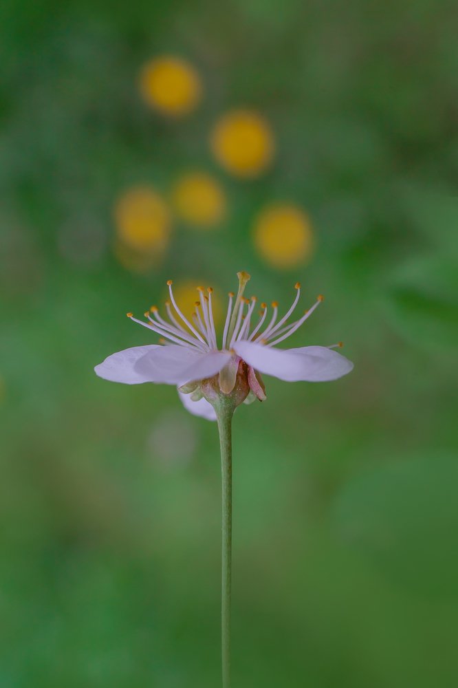 Волшебная пыльца.