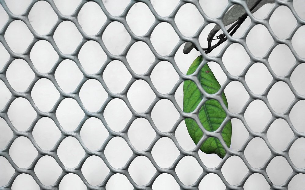 Recovering Nature in Lock-down