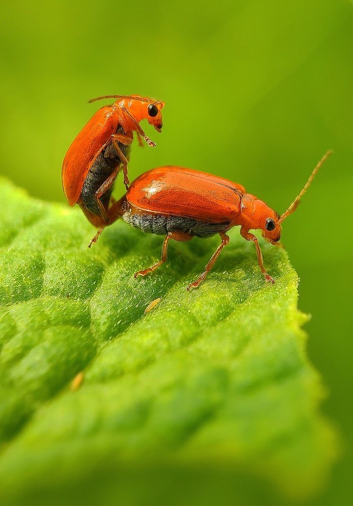 All creatures join to express nature's purpose.