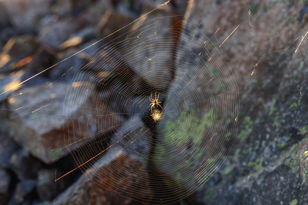 Photograph by Сергей Купчиков