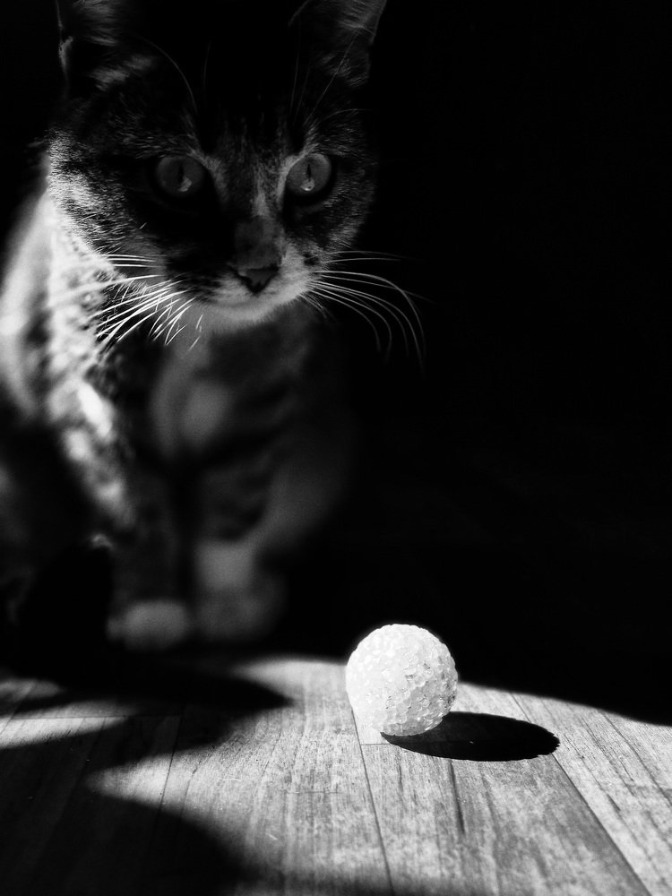 Фотография автора Евгений Лобачев