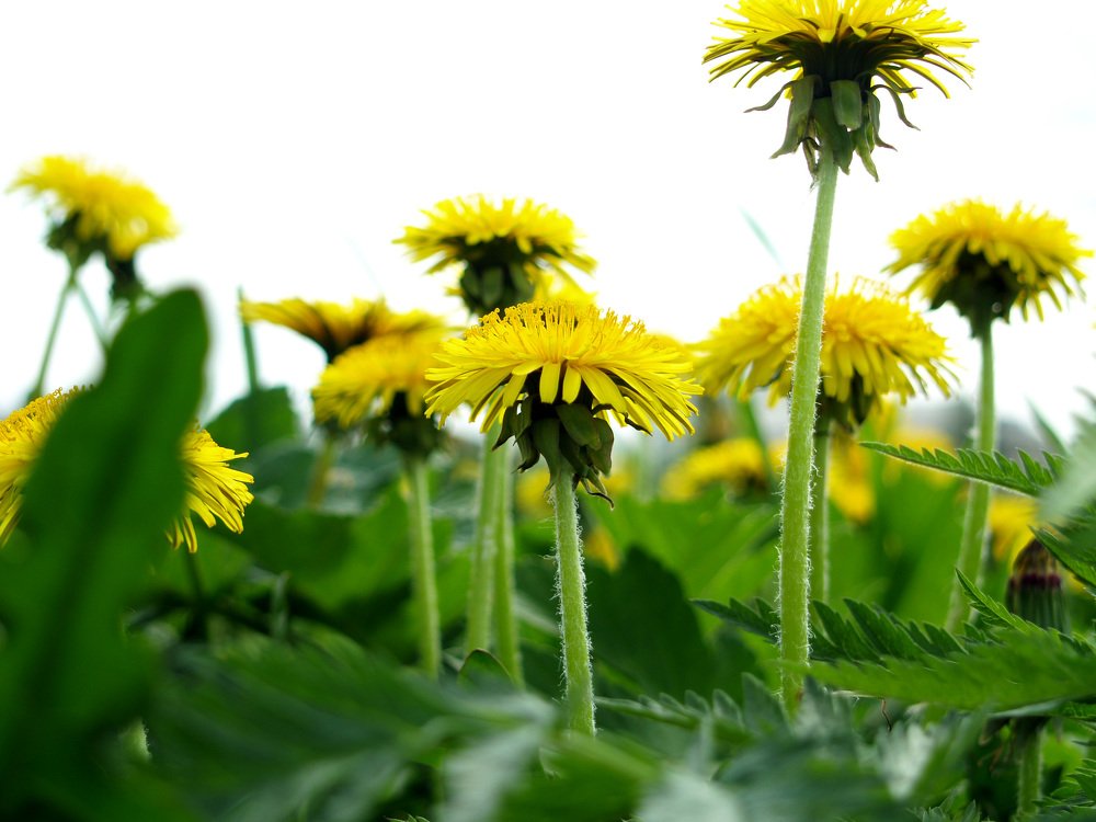 Одуванчики.