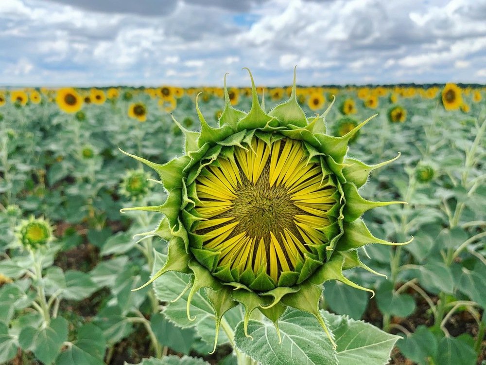 Photograph by Мирослава Сагайдачная