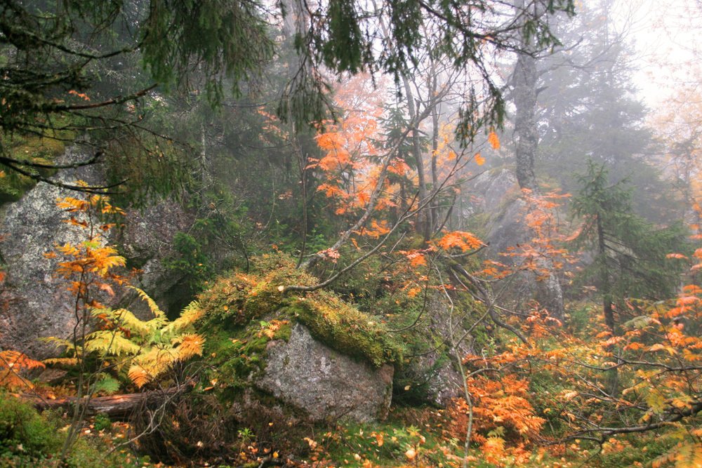 Туманное утро