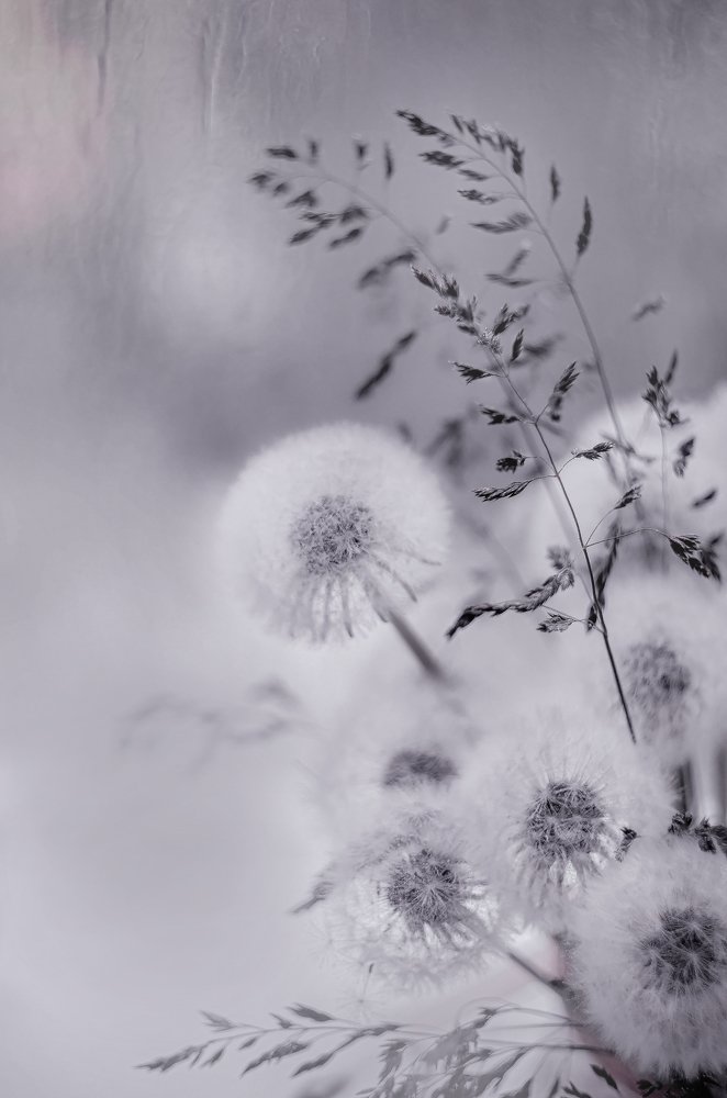 Одуванчики. Воздушная красота