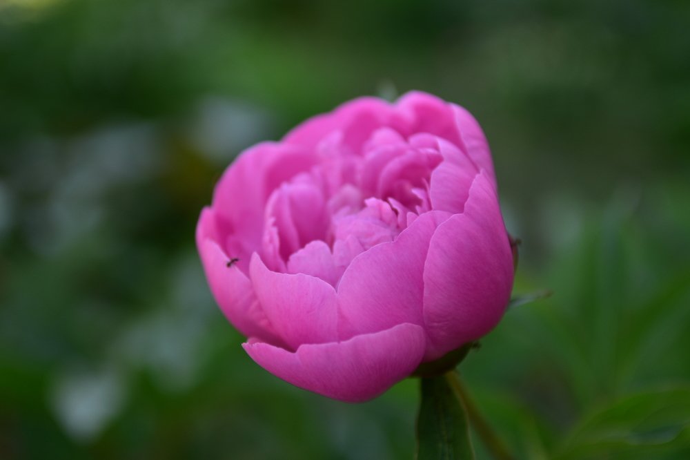 Photograph by Наталья Балева