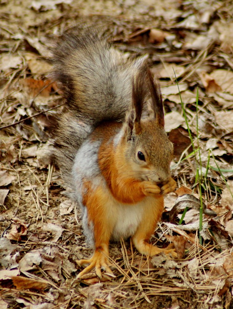 Photograph by Николай Николаевич Леухин