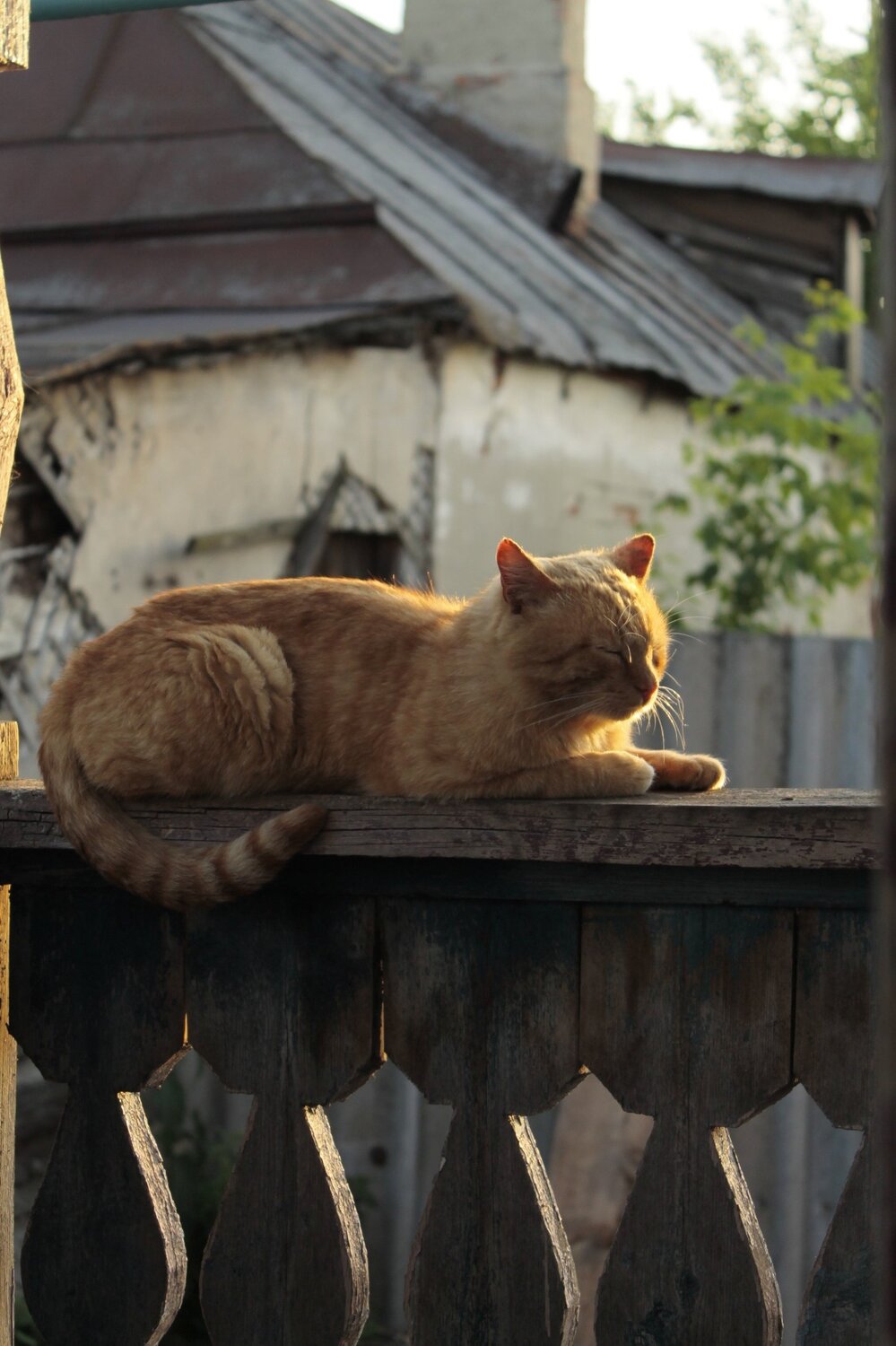 Photo #4672615