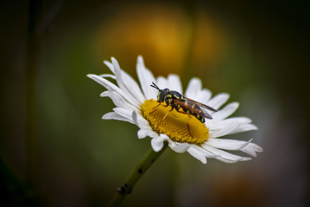 В гостях у ромашки