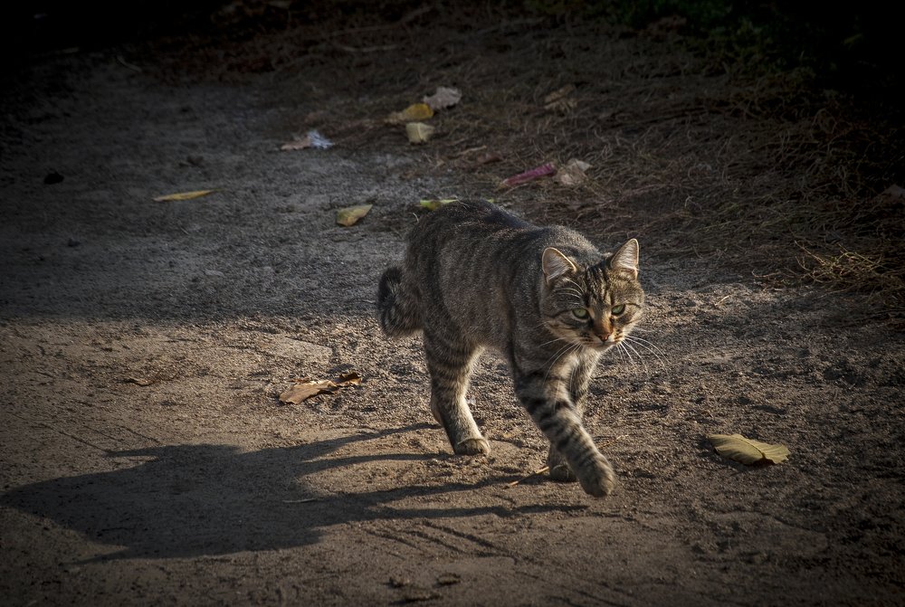 Пойду искать лето