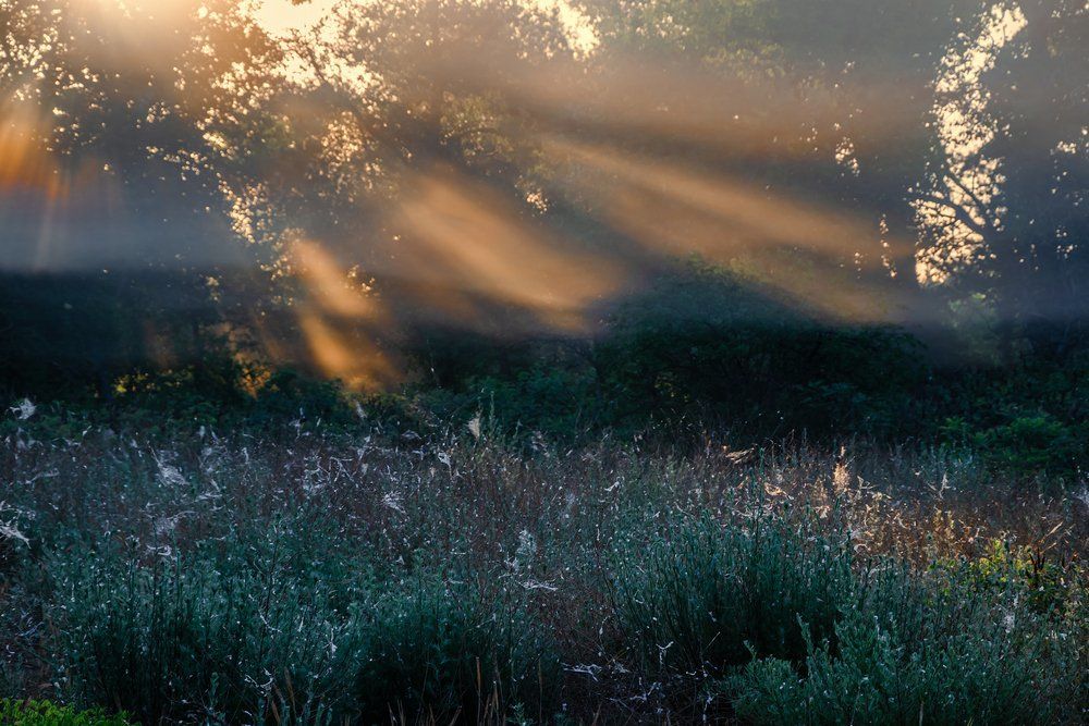 Лучи играют