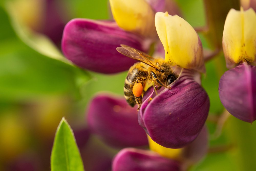 Photograph by Алексей Солоухин