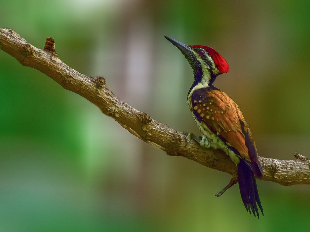 black-rumped flameback