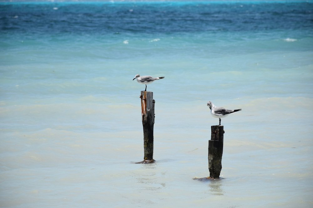 Tonos de azul fresco de mar