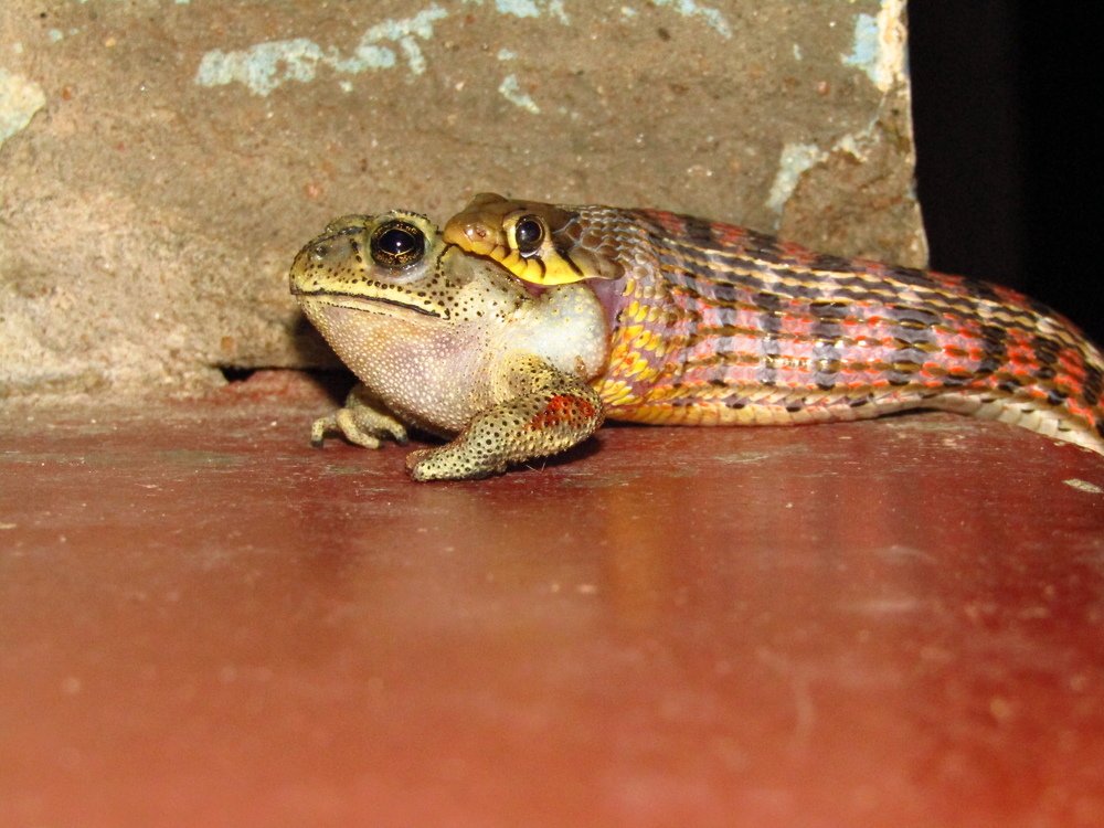 Dont take photos,please help me (frog mind voice)