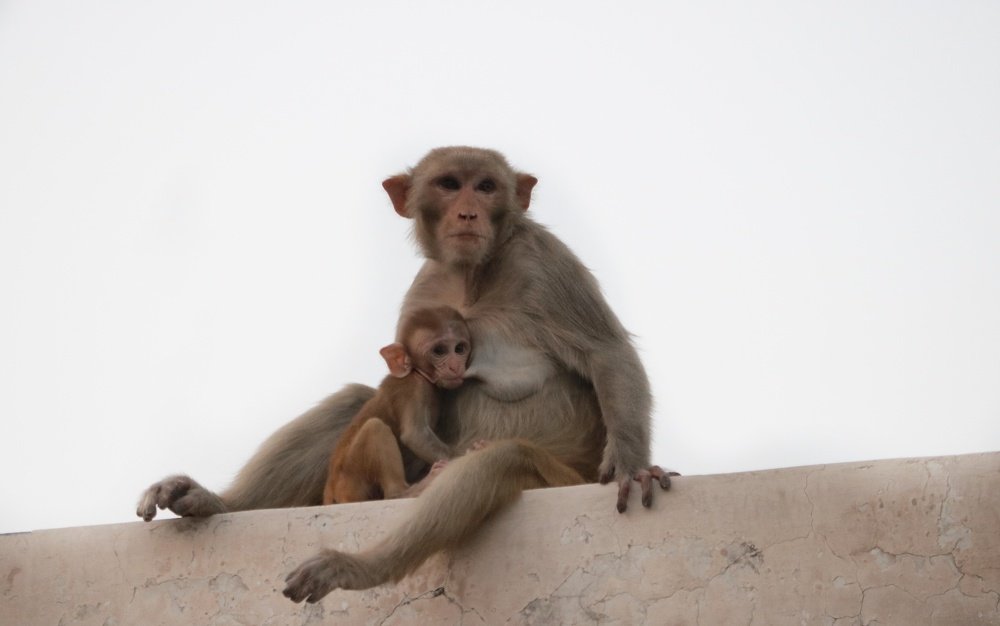 Photograph by Khurshid Ahanger