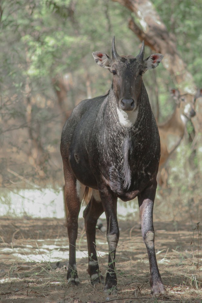 Photograph by Atul mehta