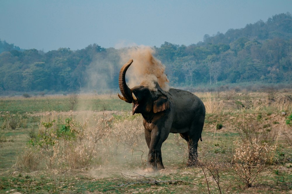Jim Corbet National Park, Ramnagar, Uttarakhand