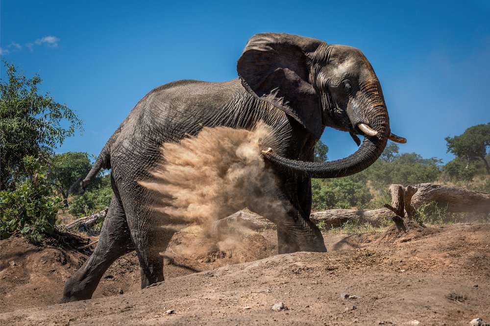 Elephant giving itself dust bath on hillside