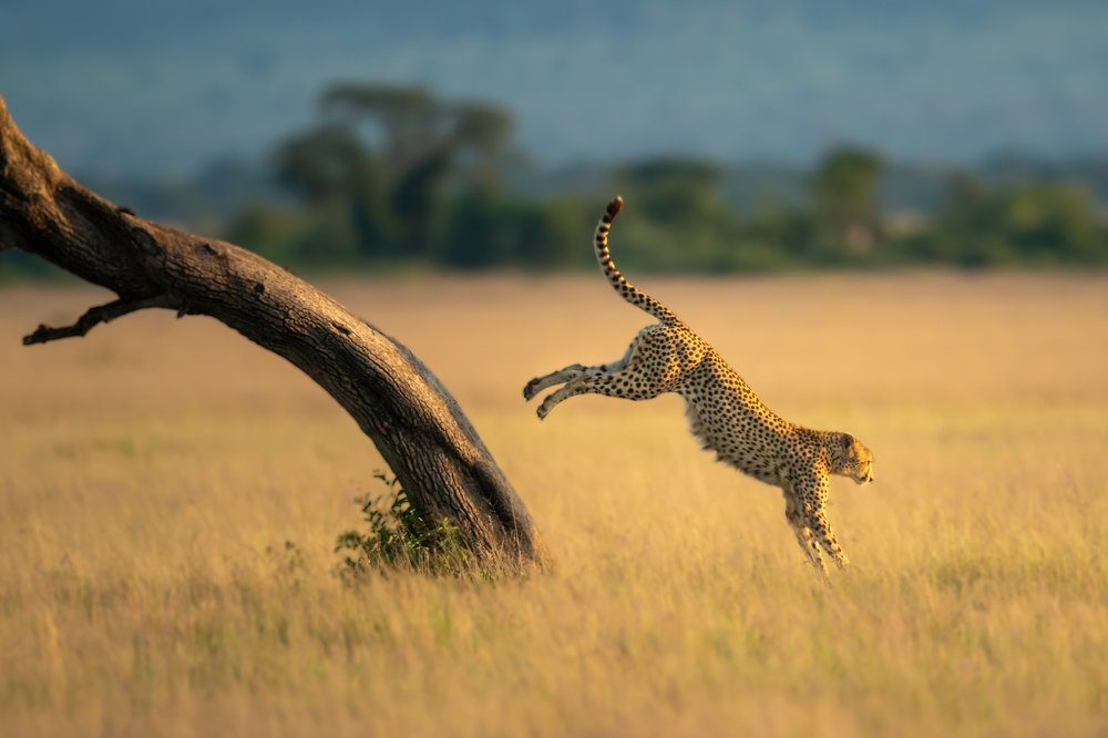 You should see me run...