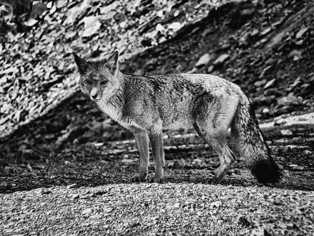 On ne voit bien qu'avec le cœur; l'essentiel est invisible pour les yeux