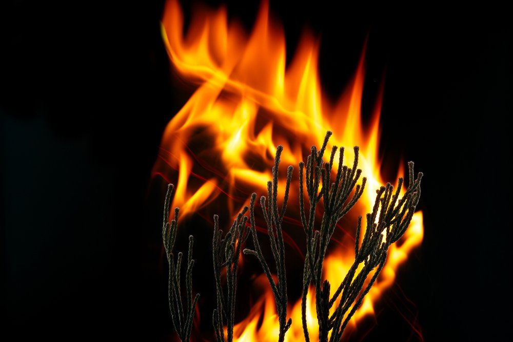 Photograph by Renate Tompsone