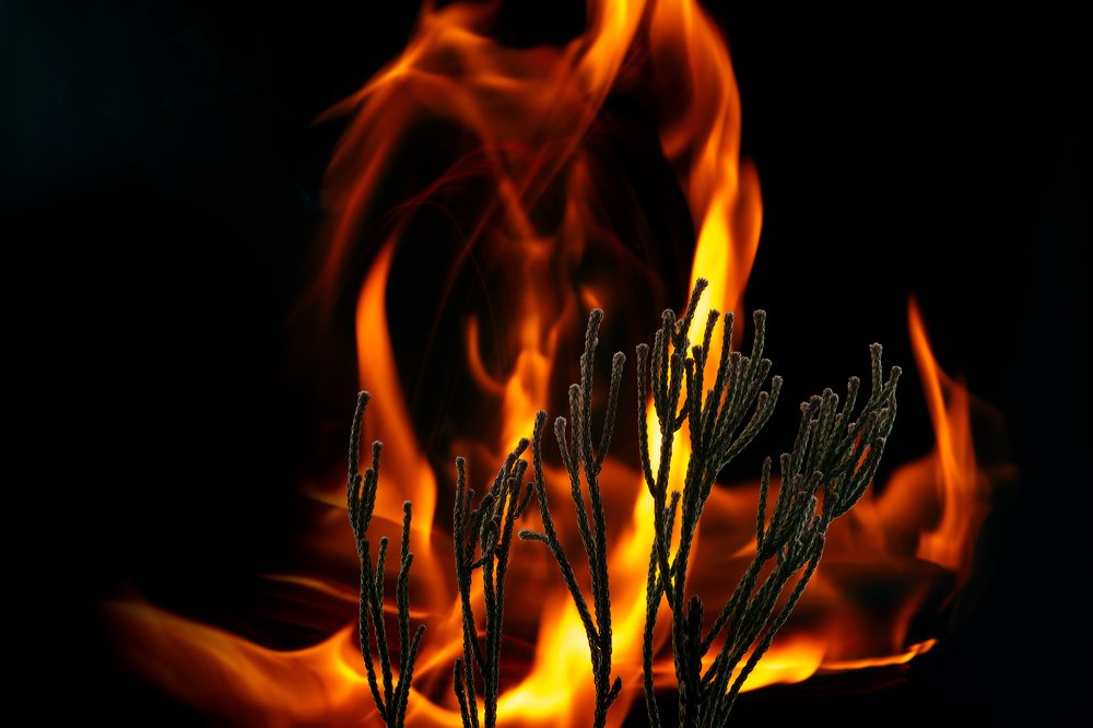 Photograph by Renate Tompsone