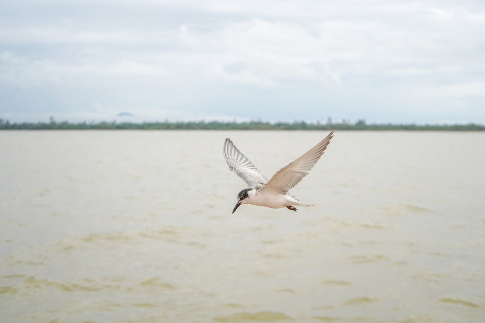 Survival of a bird