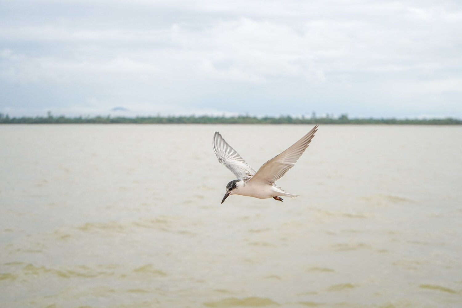 Survival of a bird