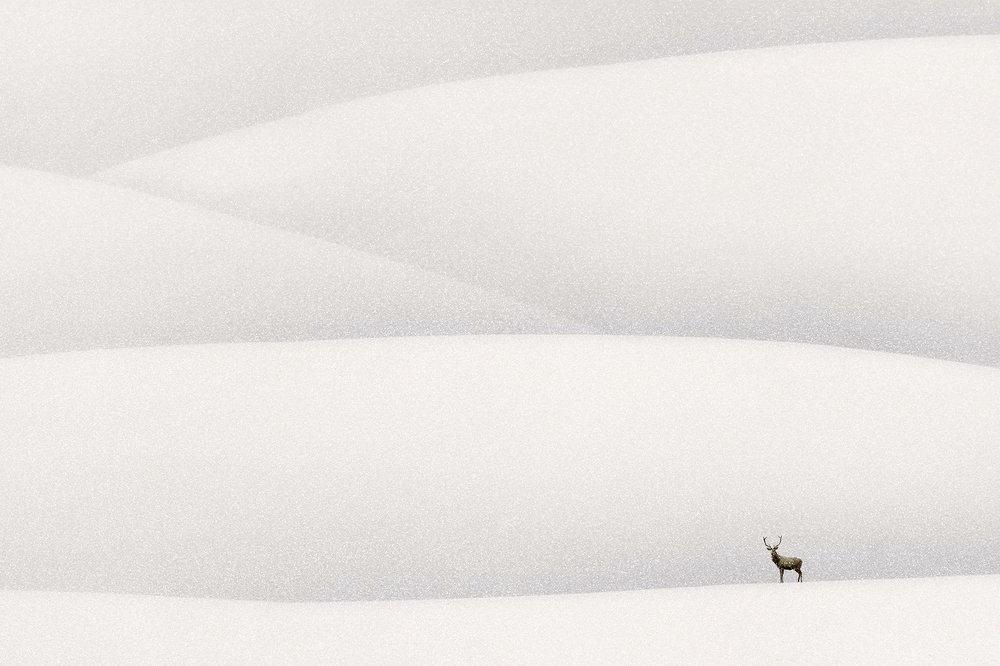 White desert