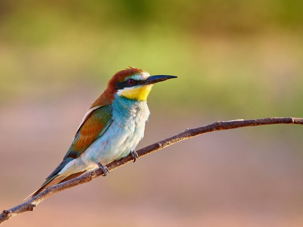 Photograph by Ilan Horn