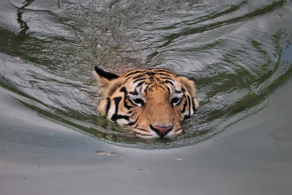 Photograph by Pravat Biswas