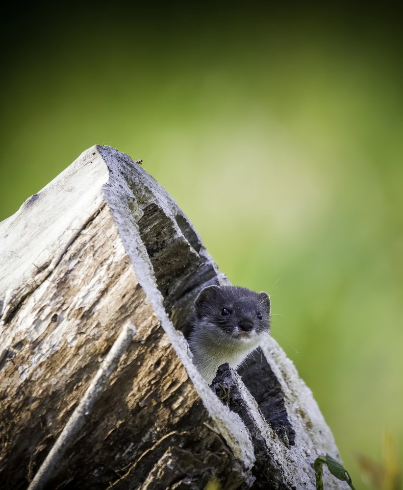 Фотография автора Михаил Ездаков