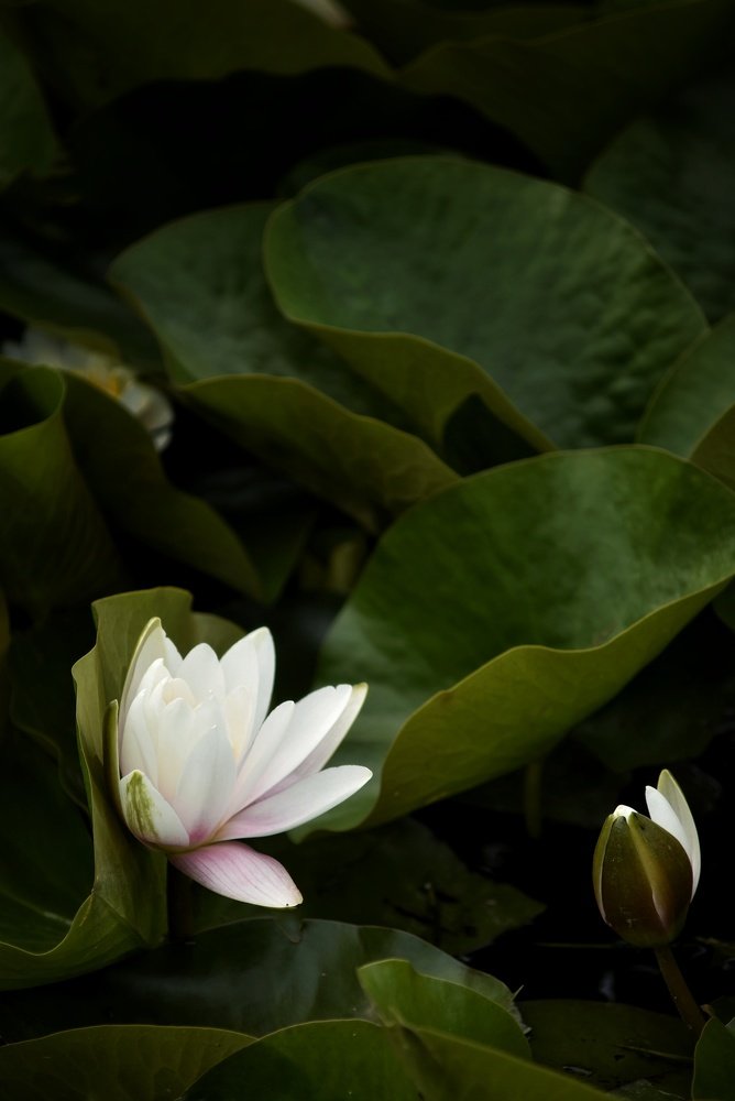 Photograph by Владимир Леликов-Кузьменко
