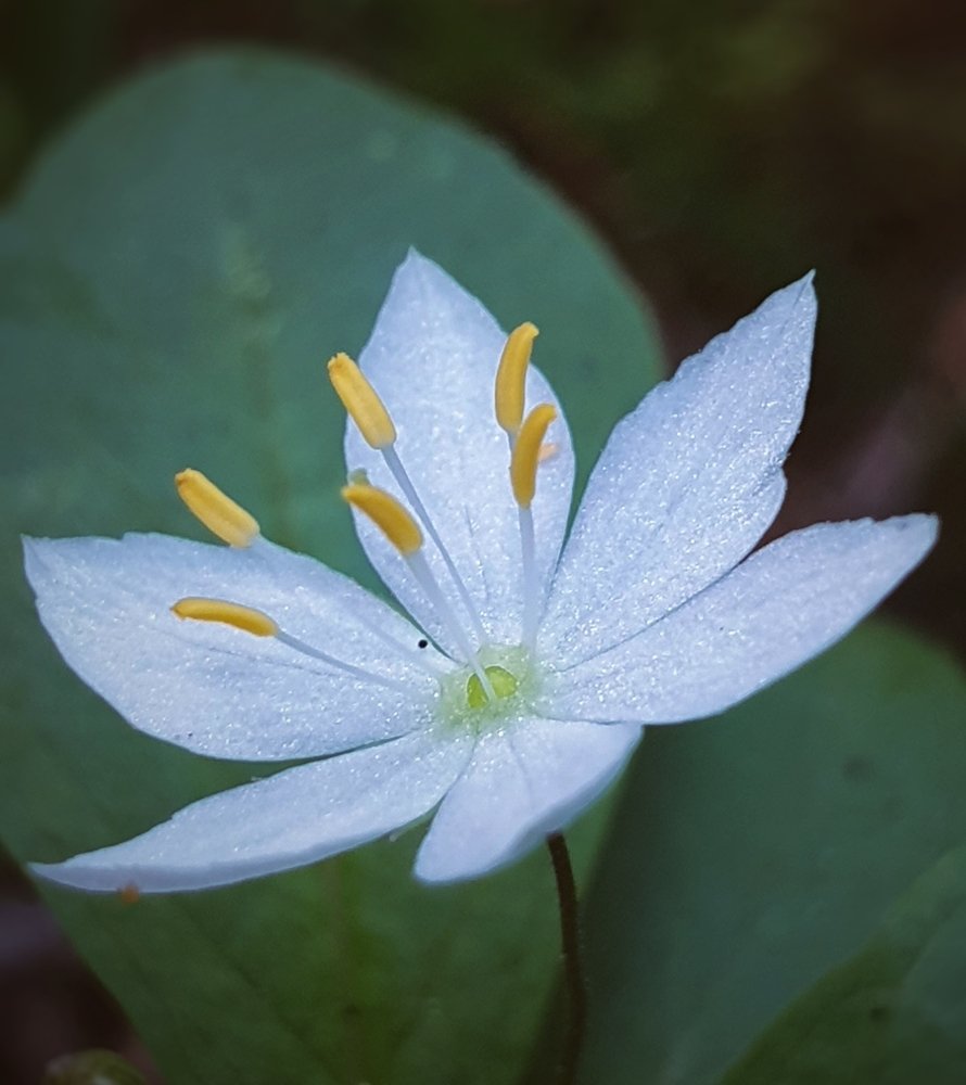 Лесная звездочка