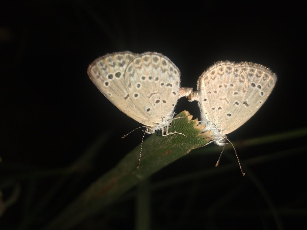 The Mating fairies