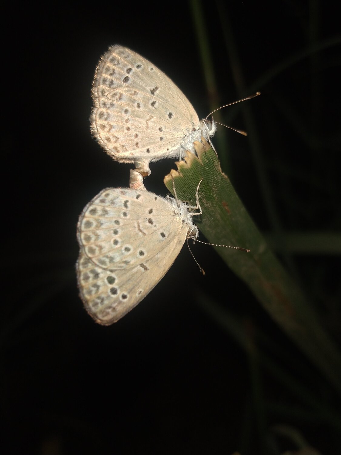 The Mating fairies