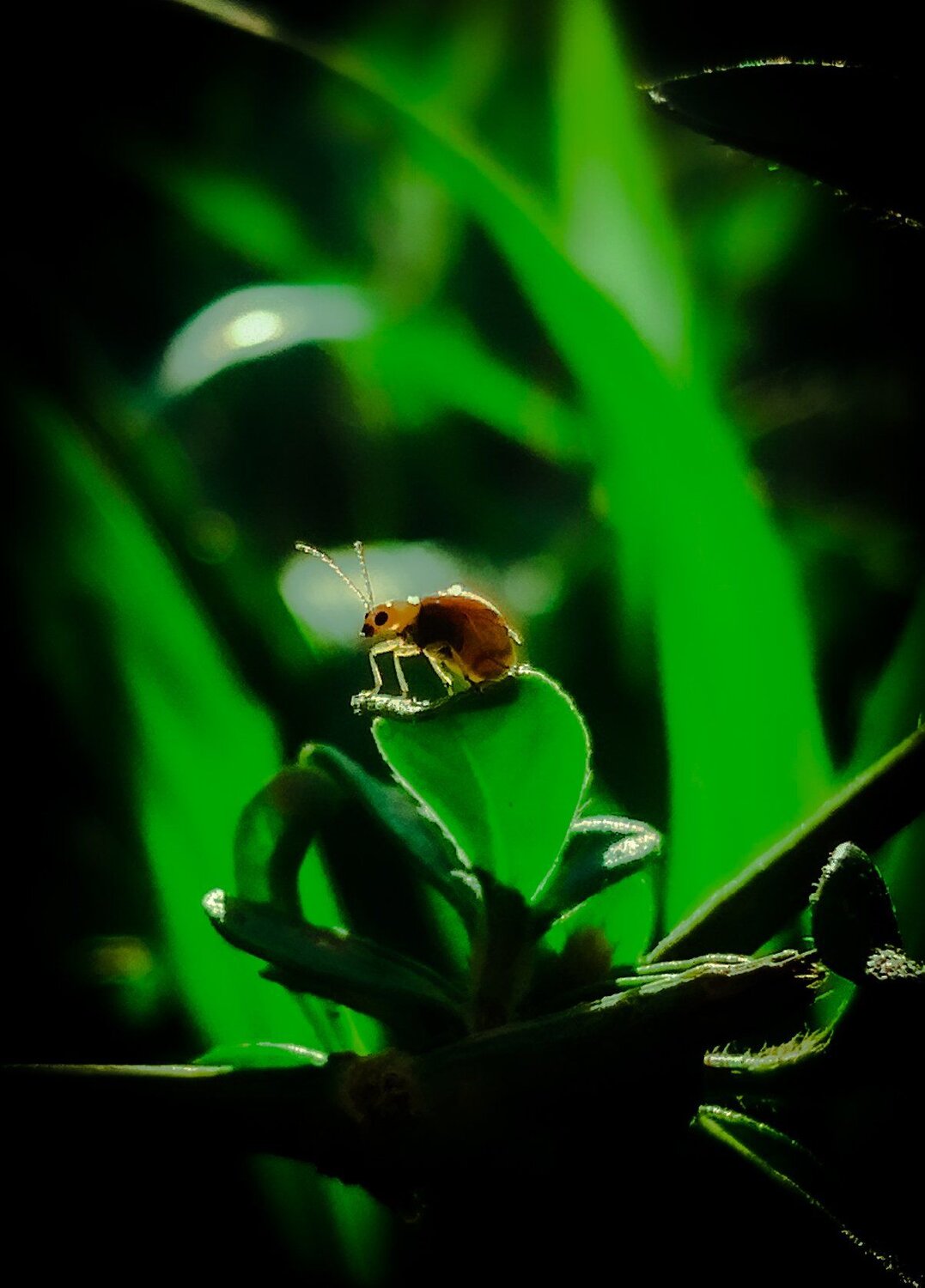 Bug