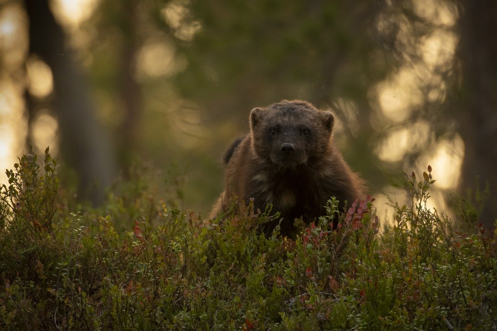 Photograph by Roger Brendhagen