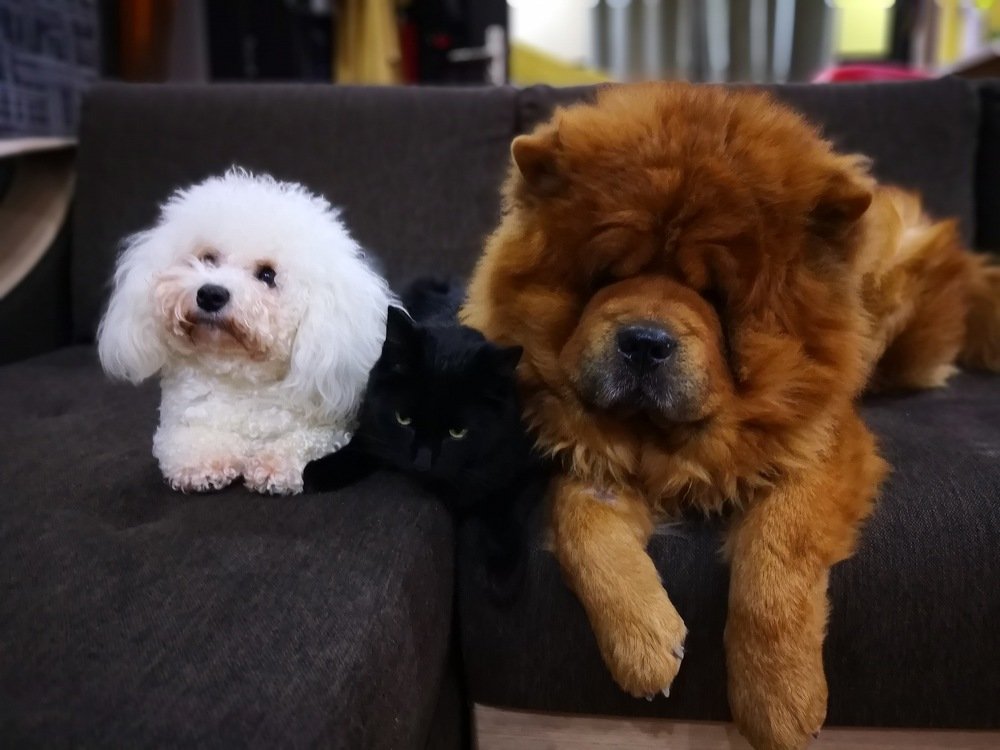 Вместе дружная семья