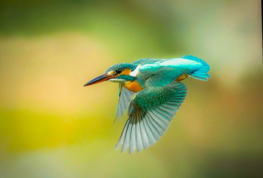 Photograph by Atul mehta