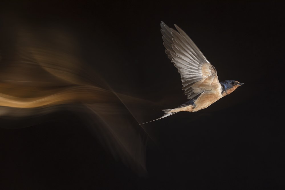 Golondrina que deja huella