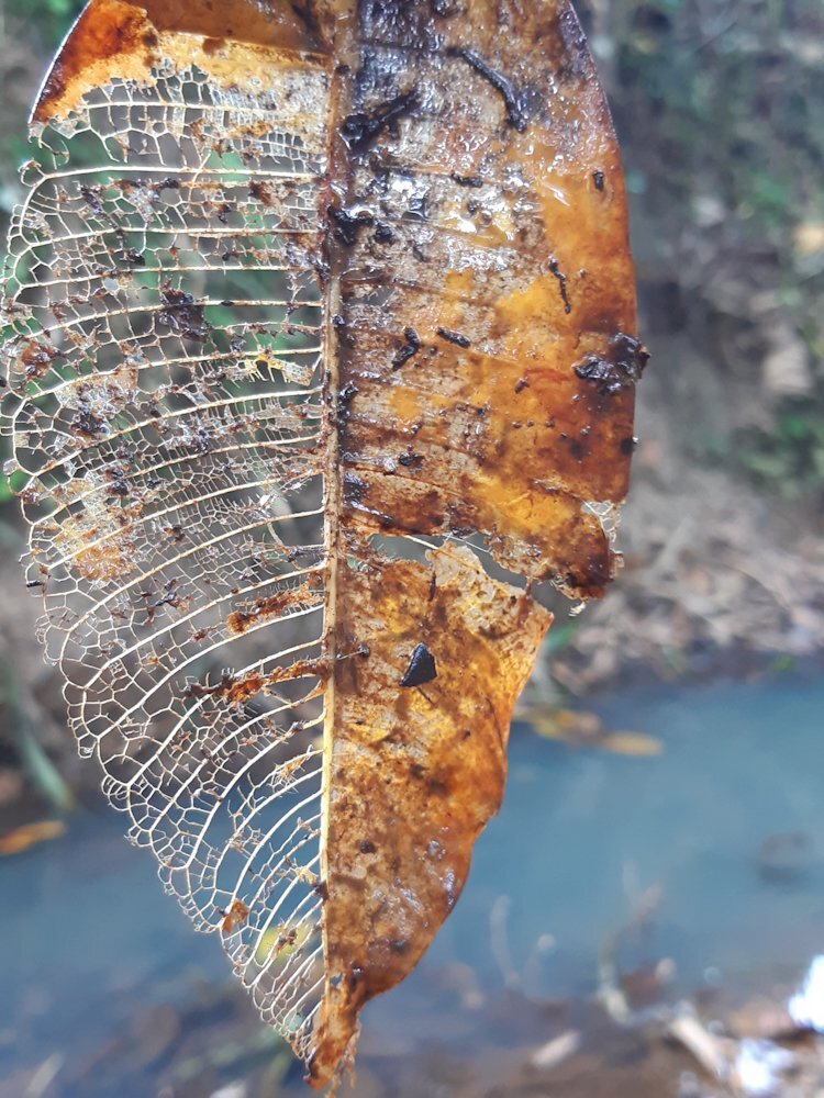 Tejido hidrográfico