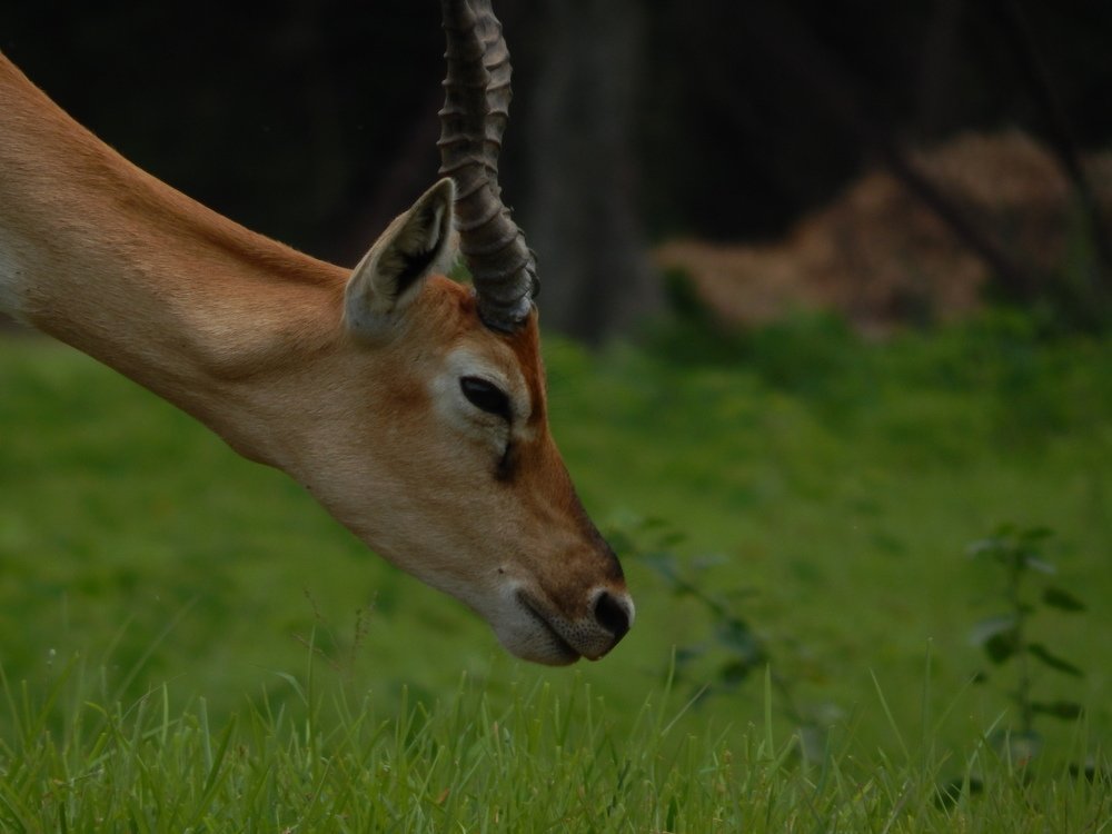 Chinkara